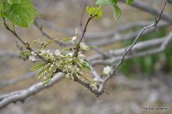 Cercis canadensis 'Alba' — photo 1